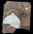 Fossil Ginkgo Leaf From North Dakota - Paleocene #58981-1